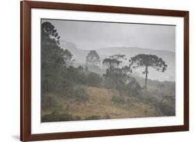 Coniferous Araucaria Pine Trees in the Rain in Santa Catarina, Brazil-Alex Saberi-Framed Photographic Print