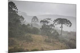 Coniferous Araucaria Pine Trees in the Rain in Santa Catarina, Brazil-Alex Saberi-Mounted Photographic Print