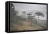 Coniferous Araucaria Pine Trees in the Rain in Santa Catarina, Brazil-Alex Saberi-Framed Stretched Canvas