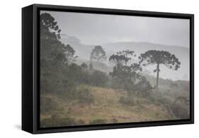 Coniferous Araucaria Pine Trees in the Rain in Santa Catarina, Brazil-Alex Saberi-Framed Stretched Canvas