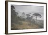 Coniferous Araucaria Pine Trees in the Rain in Santa Catarina, Brazil-Alex Saberi-Framed Photographic Print