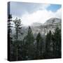 Coniferous Forest Beside a Large Canyon-null-Stretched Canvas