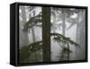 Coniferous Forest in Fog, Mount Baker-Snoqualmie National Forest, Washington.-Ethan Welty-Framed Stretched Canvas