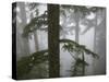 Coniferous Forest in Fog, Mount Baker-Snoqualmie National Forest, Washington.-Ethan Welty-Stretched Canvas