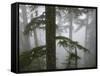 Coniferous Forest in Fog, Mount Baker-Snoqualmie National Forest, Washington.-Ethan Welty-Framed Stretched Canvas