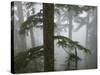 Coniferous Forest in Fog, Mount Baker-Snoqualmie National Forest, Washington.-Ethan Welty-Stretched Canvas