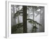 Coniferous Forest in Fog, Mount Baker-Snoqualmie National Forest, Washington.-Ethan Welty-Framed Photographic Print