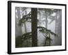 Coniferous Forest in Fog, Mount Baker-Snoqualmie National Forest, Washington.-Ethan Welty-Framed Photographic Print