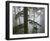 Coniferous Forest in Fog, Mount Baker-Snoqualmie National Forest, Washington.-Ethan Welty-Framed Photographic Print