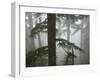 Coniferous Forest in Fog, Mount Baker-Snoqualmie National Forest, Washington.-Ethan Welty-Framed Photographic Print