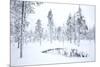 Coniferous forest in winter snow, Utsjoki, Finland, February-Danny Green-Mounted Photographic Print