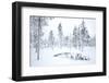 Coniferous forest in winter snow, Utsjoki, Finland, February-Danny Green-Framed Photographic Print