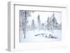 Coniferous forest in winter snow, Utsjoki, Finland, February-Danny Green-Framed Photographic Print