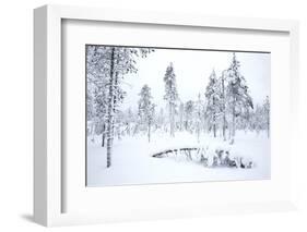 Coniferous forest in winter snow, Utsjoki, Finland, February-Danny Green-Framed Photographic Print