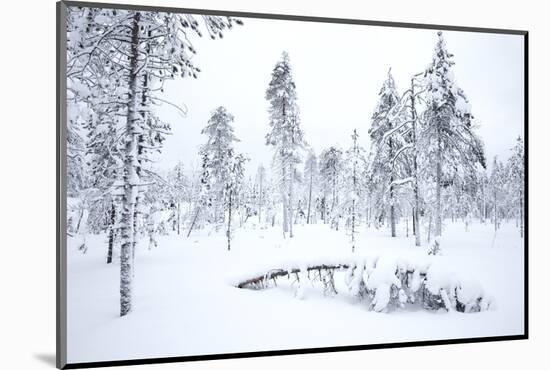 Coniferous forest in winter snow, Utsjoki, Finland, February-Danny Green-Mounted Photographic Print