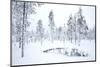 Coniferous forest in winter snow, Utsjoki, Finland, February-Danny Green-Mounted Photographic Print
