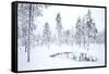 Coniferous forest in winter snow, Utsjoki, Finland, February-Danny Green-Framed Stretched Canvas