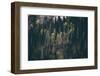 Coniferous Forest Tree Background Foggy Wild Woods Landscape Travel Concept-everst-Framed Photographic Print