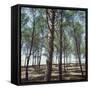 Coniferous Forest-null-Framed Stretched Canvas