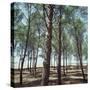 Coniferous Forest-null-Stretched Canvas