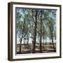 Coniferous Forest-null-Framed Photographic Print