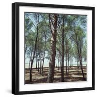 Coniferous Forest-null-Framed Photographic Print