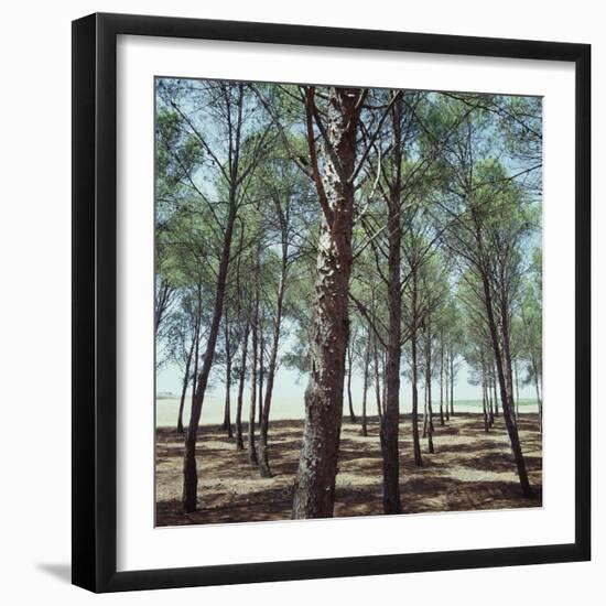 Coniferous Forest-null-Framed Photographic Print