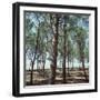 Coniferous Forest-null-Framed Photographic Print