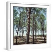 Coniferous Forest-null-Framed Photographic Print