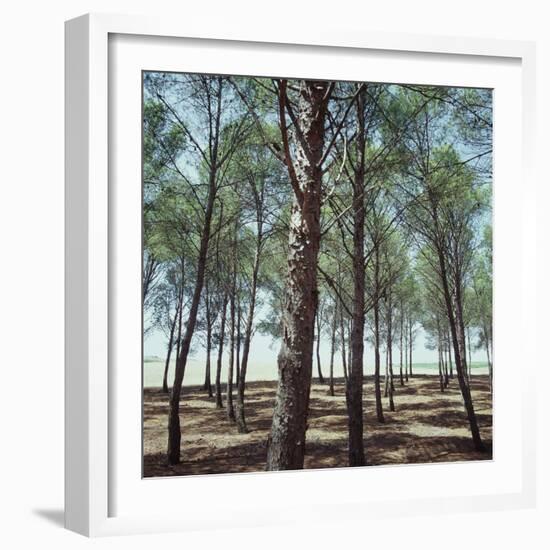 Coniferous Forest-null-Framed Photographic Print