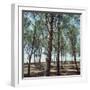 Coniferous Forest-null-Framed Photographic Print