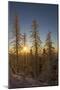 Conifers, Snow, Sunset, Back Light Mountain Forest, Forest-Ronald Wittek-Mounted Photographic Print