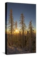 Conifers, Snow, Sunset, Back Light Mountain Forest, Forest-Ronald Wittek-Stretched Canvas