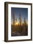 Conifers, Snow, Sunset, Back Light Mountain Forest, Forest-Ronald Wittek-Framed Photographic Print