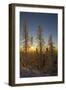 Conifers, Snow, Sunset, Back Light Mountain Forest, Forest-Ronald Wittek-Framed Premium Photographic Print