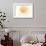 Connecticut - Scallop Shell - Yellow - Coastal Icon-Lantern Press-Framed Art Print displayed on a wall