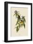 Connecticut Warbler-John James Audubon-Framed Art Print