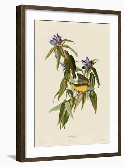 Connecticut Warbler-John James Audubon-Framed Art Print