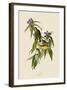 Connecticut Warbler-John James Audubon-Framed Art Print