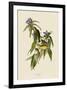 Connecticut Warbler-John James Audubon-Framed Art Print