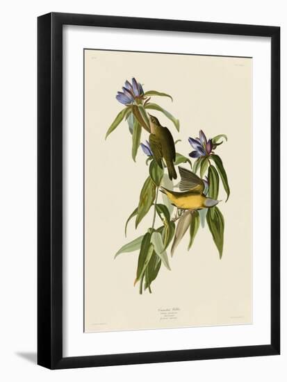 Connecticut Warbler-John James Audubon-Framed Giclee Print