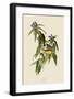 Connecticut Warbler-John James Audubon-Framed Giclee Print