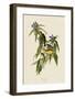 Connecticut Warbler-John James Audubon-Framed Giclee Print