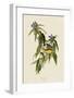 Connecticut Warbler-John James Audubon-Framed Giclee Print