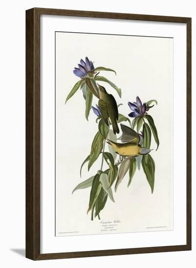 Connecticut Warbler-null-Framed Giclee Print