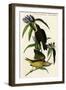 Connecticut Warbler-John James Audubon-Framed Art Print