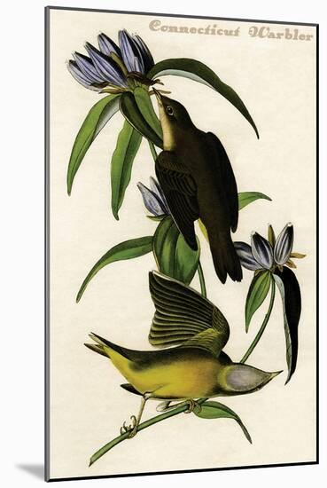 Connecticut Warbler-John James Audubon-Mounted Art Print