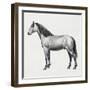 Connemara (Equus Caballus), Equidae, Drawing-null-Framed Giclee Print