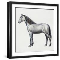 Connemara (Equus Caballus), Equidae, Drawing-null-Framed Giclee Print