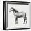 Connemara (Equus Caballus), Equidae, Drawing-null-Framed Giclee Print